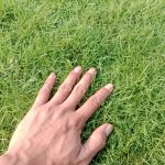 rumput-swiss-768x768